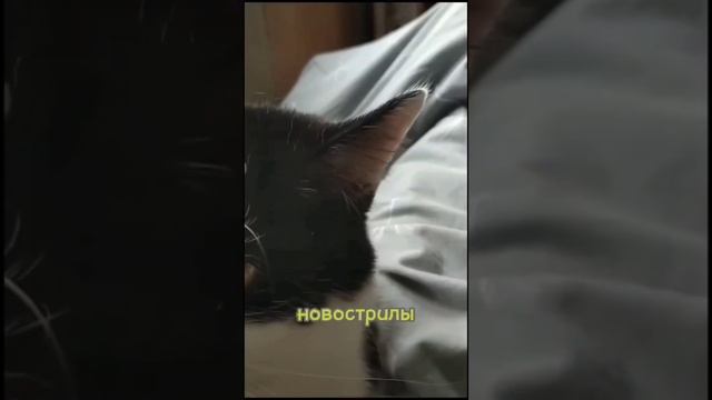 А вдруг Вы не знали! Схема кота?