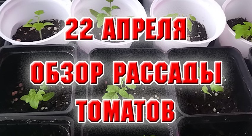 22 апреля. Обзор  рассады томатов после пикировки