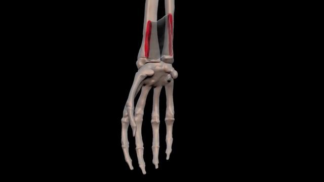 Arm Muscles: 23  Pronator Quadratus