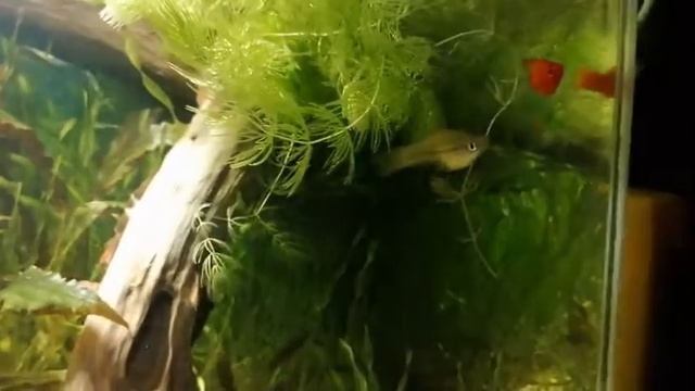 Могут ли менять пол аквариумные рыбки и почему?