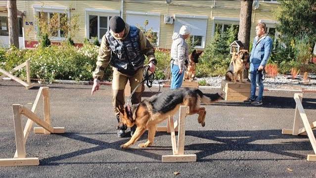 ДТ-199. Выездной урок - работа со стаей немецких овчарок. 3. Первые успехи