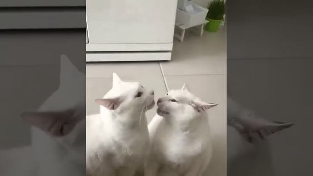 Не отвлекайся