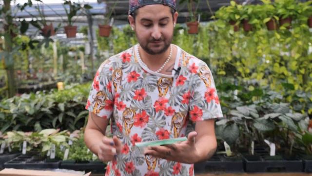 TRUE Pothos Plant & NEW Syngonium Unboxing!