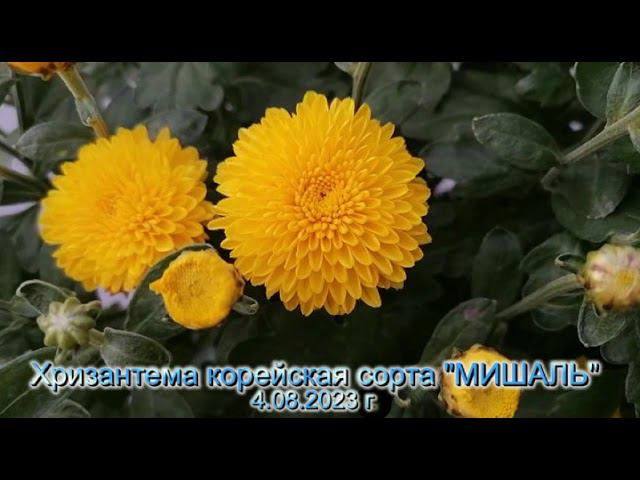 №3 Хризантема корейская МИШАЛЬ 4 08 23 г