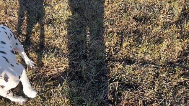 Dalmatian puppies first walk