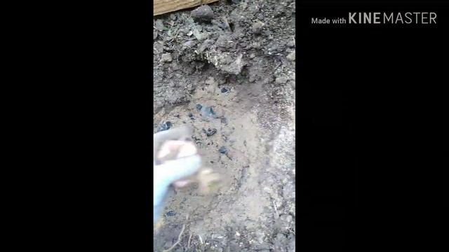 Высадка лилии в открытый грунт. Выпуск 3.