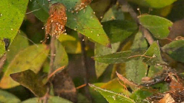 הדס מצוי פורח בר בהר הכרמל آس Myrtus  communis