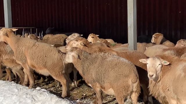 Катумские бараны зимовка под навесом.