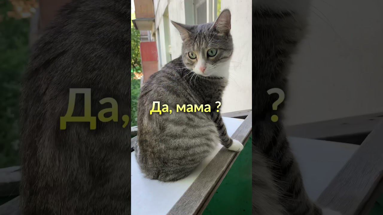 Эй, почему ты снаружи? #animal #cat #likee #а4 #cute #котики #animalcat #funny