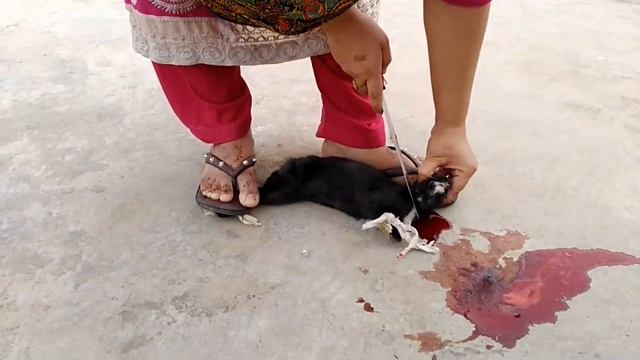 Rabbit black color Butcher by women  Rabbit slaughter by women