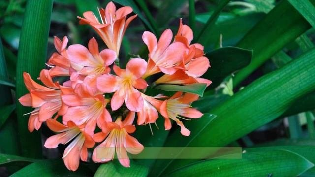 Самые красивые зимнецветущие комнатные растения.