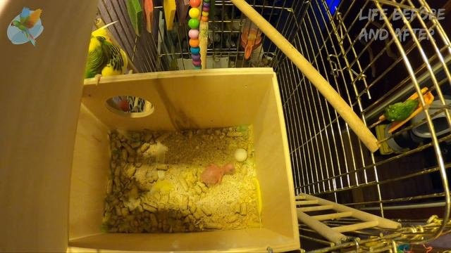 Волнистый попугай, самка кормит птенца, размножение попугаев