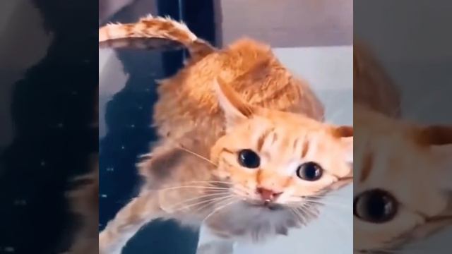 коте