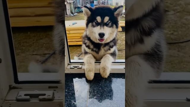 медвежонок ломится в окно #мояпрелесть #потапыч #husky #dog #youtubeshorts