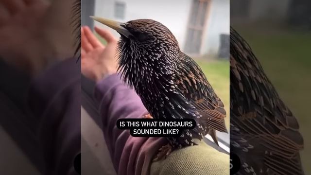 IS THIS WHAT DINOSAURS SOUNDED  LIKE ?
