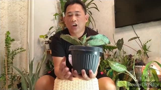Sanseveria mafinga: Dragon wings and prepare to fly