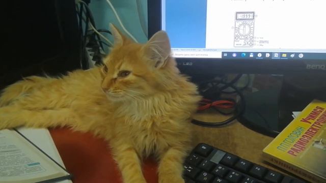 Именины моей любимой кошечки.