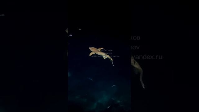 Мальдивы. Maldives. 马尔代夫。 119
