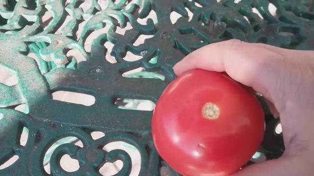 Крупнейшие мясные помидоры сорта Монтавет Ф 1. Хит моего парника.