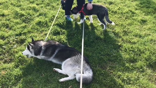 Дружба у сибирских хаски . Siberian Husky Yuna and Lisa