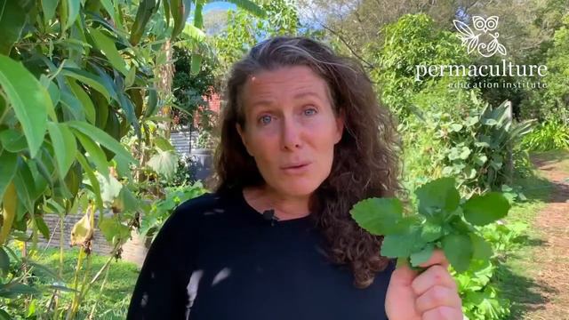 Day 2: Permaculture and Plastic Free July - Grow a tea garden with Morag Gamble