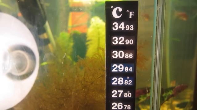 LCD термометр для аквариума.Плюсы и минусы.
