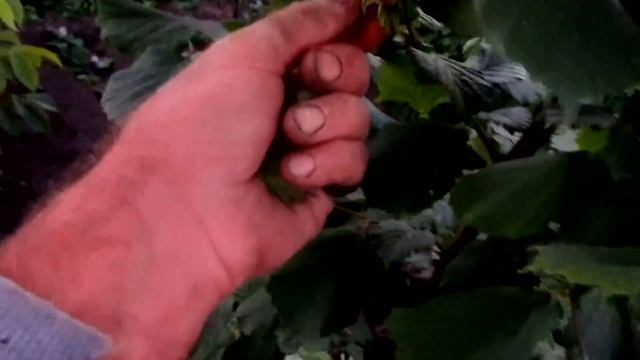 ФУНДУК. Первый урожай от сеянцев. Сравнение с Галле,  Косфорд и Шедевр.