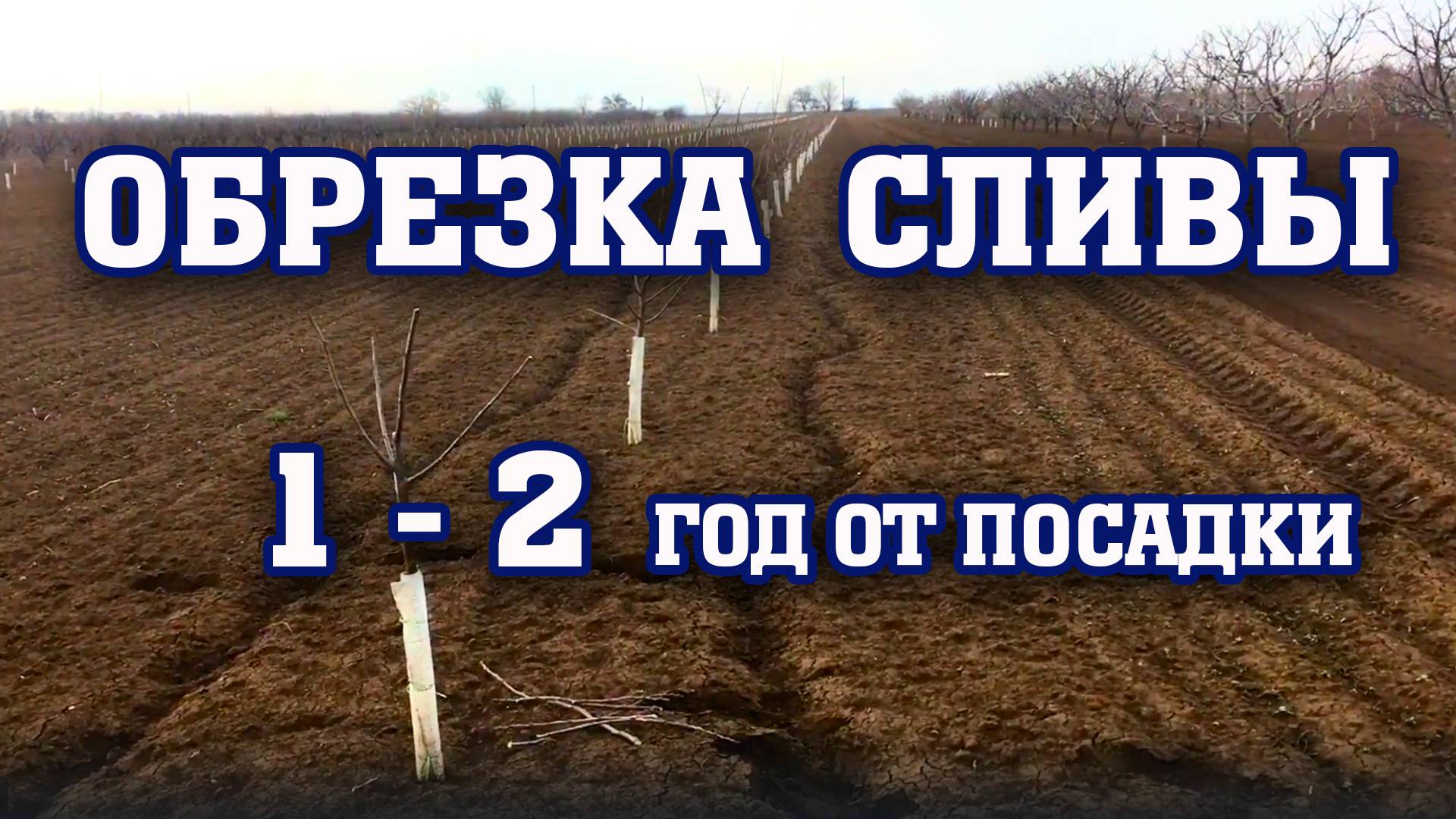 Правильная обрезка сливы ⧸ 1-й и 2-й год после посадки ⧸ опытный участок