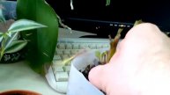 Весеннее черенкование георгинов (часть 3)