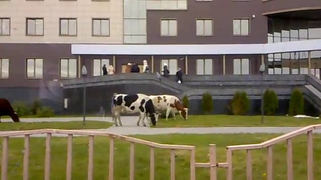 В Сургутнефтегазбанк за кредитом...