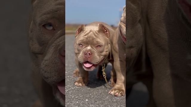 Питомник Brutal Bully