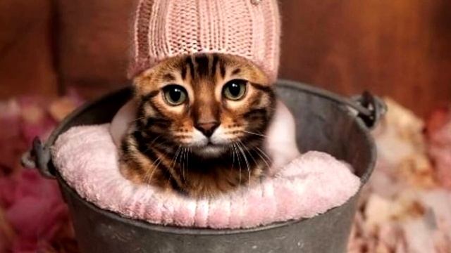 Чем грозит потеря шапки? Народные приметы.