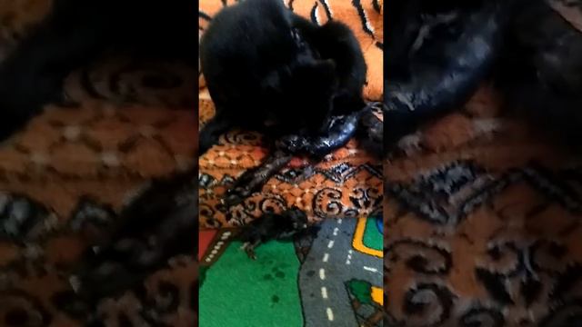Как рожают кошки