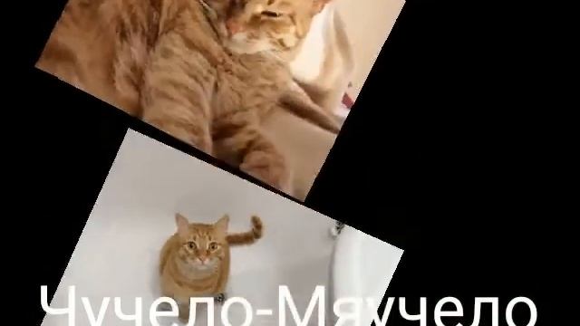 Чучело-Мяучело.