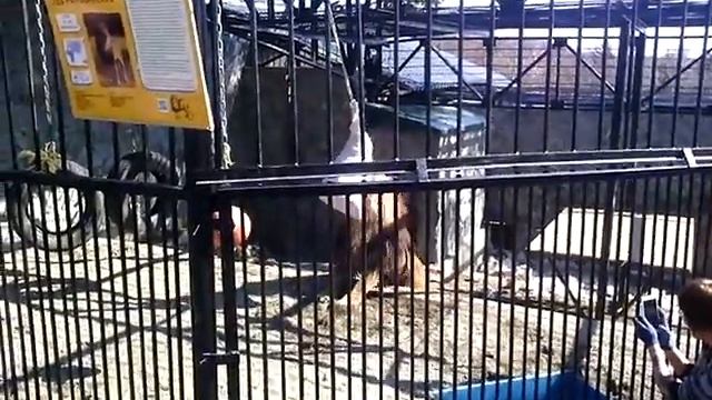 Lion vs guy (Лев против пугало) 2