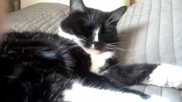 Мяу! Черно-белый кот.