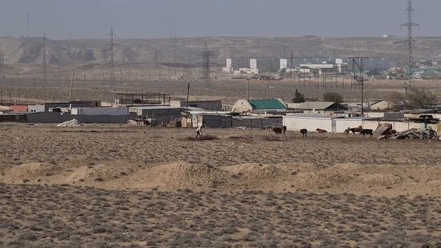Алабай против Йомудской Лошади!