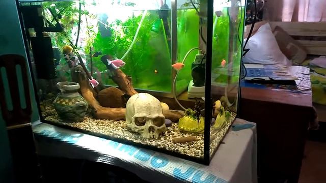 Вопрос от подписчика чистая прозрачная вода в акварюме!!!!