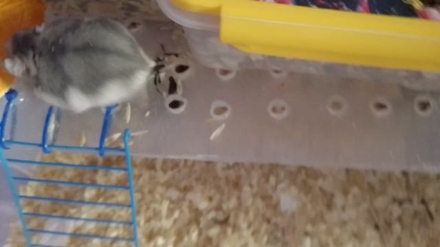 Дневные дела джунгарика