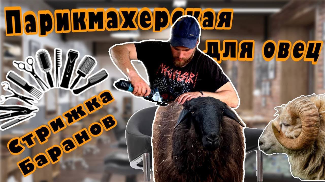Весенняя стрижка овец! Испытываем очень нужную и  полезную покупку! #subscribe #животные #ферма