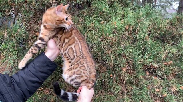Бенгальская кошка
