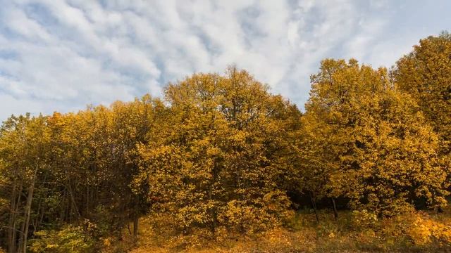TimeLapse. Осенние деревья