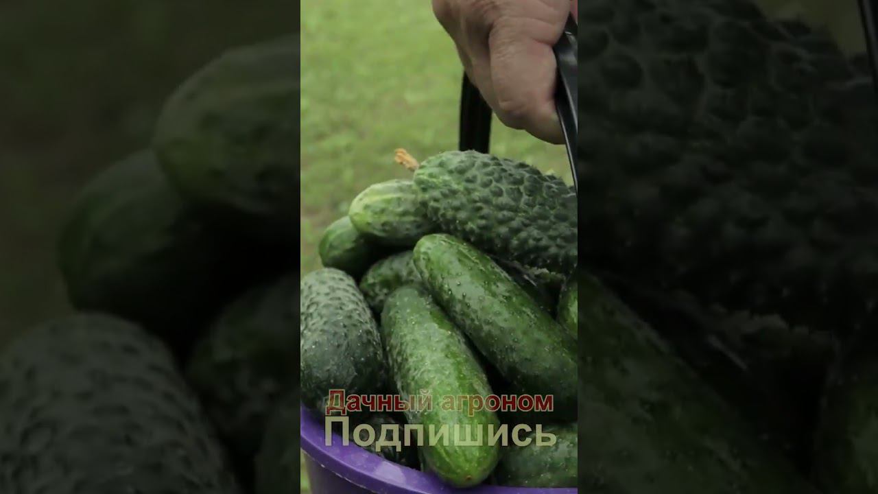 ТРИ урожая огурцов за сезон ЛЕГКО!