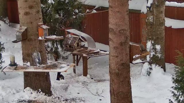 21.12.2022 Онлайн-трансляция динамичное наблюдение за белками и птицами