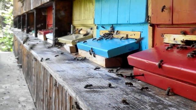 В гармонии с природой. Пчелы