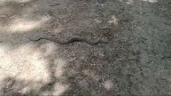 Змея на дорожке в лесу