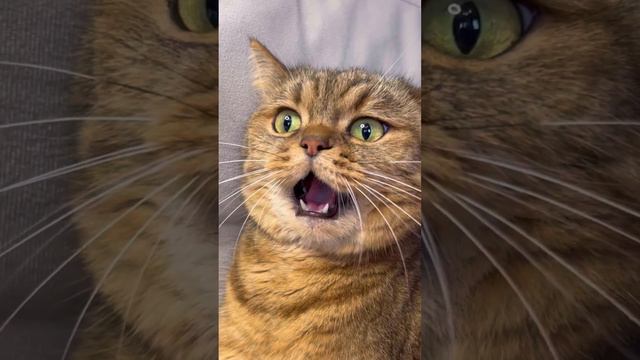 #смешныекоты #смешноевидео #funnyanimals #смешныеживотные #коты #приколыскотами #cats #funnyvideo #f