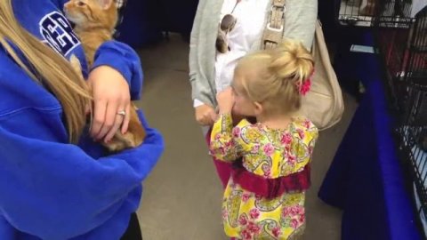 Blue Moon Cat Shelter; Have You Heard Their Story?