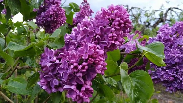 Lilac Masséna lilak pospolity Massena Syringa vulgaris