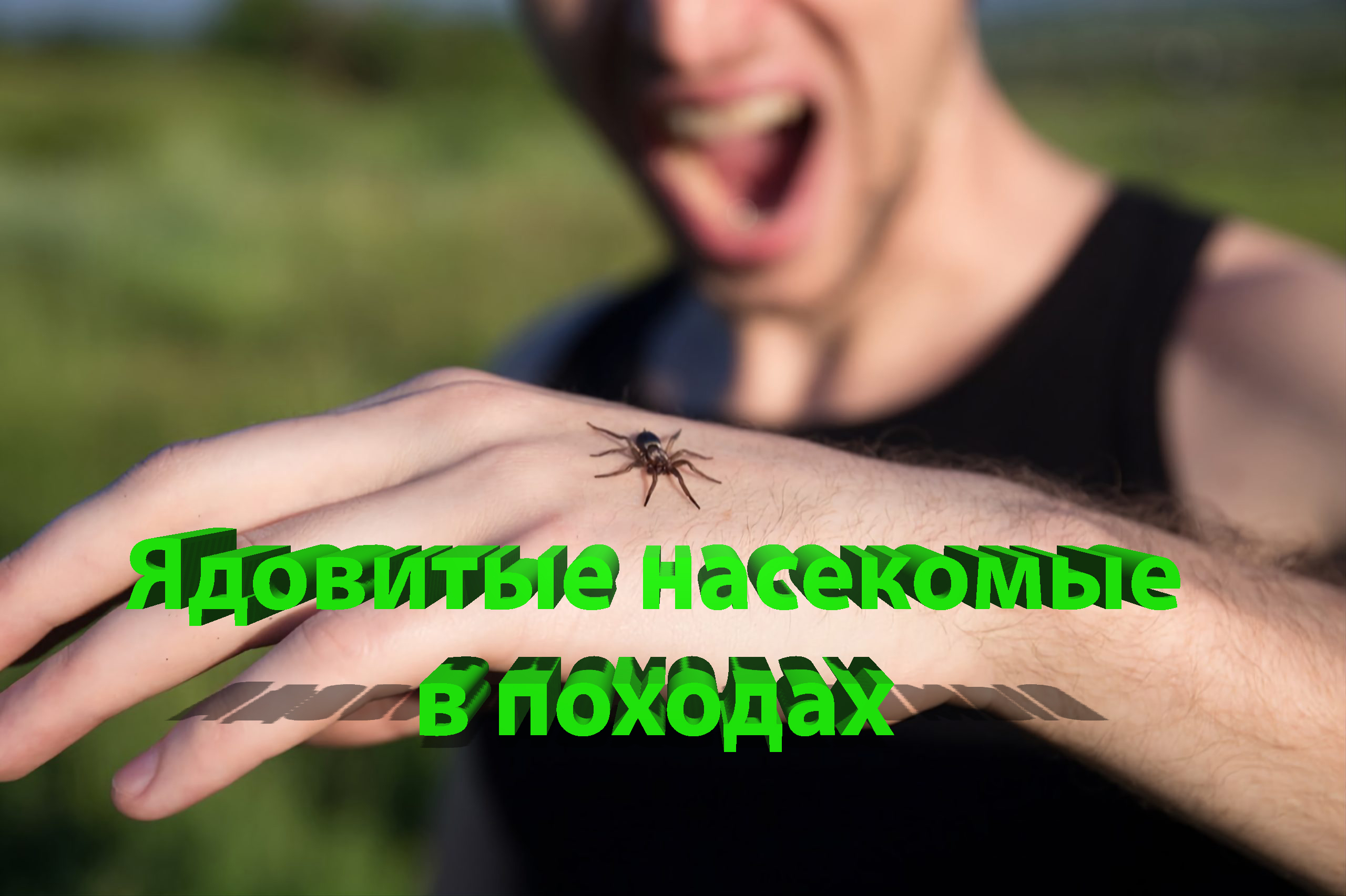 Опасные насекомые в походе: советы по защите от клещей, пауков и скорпионов